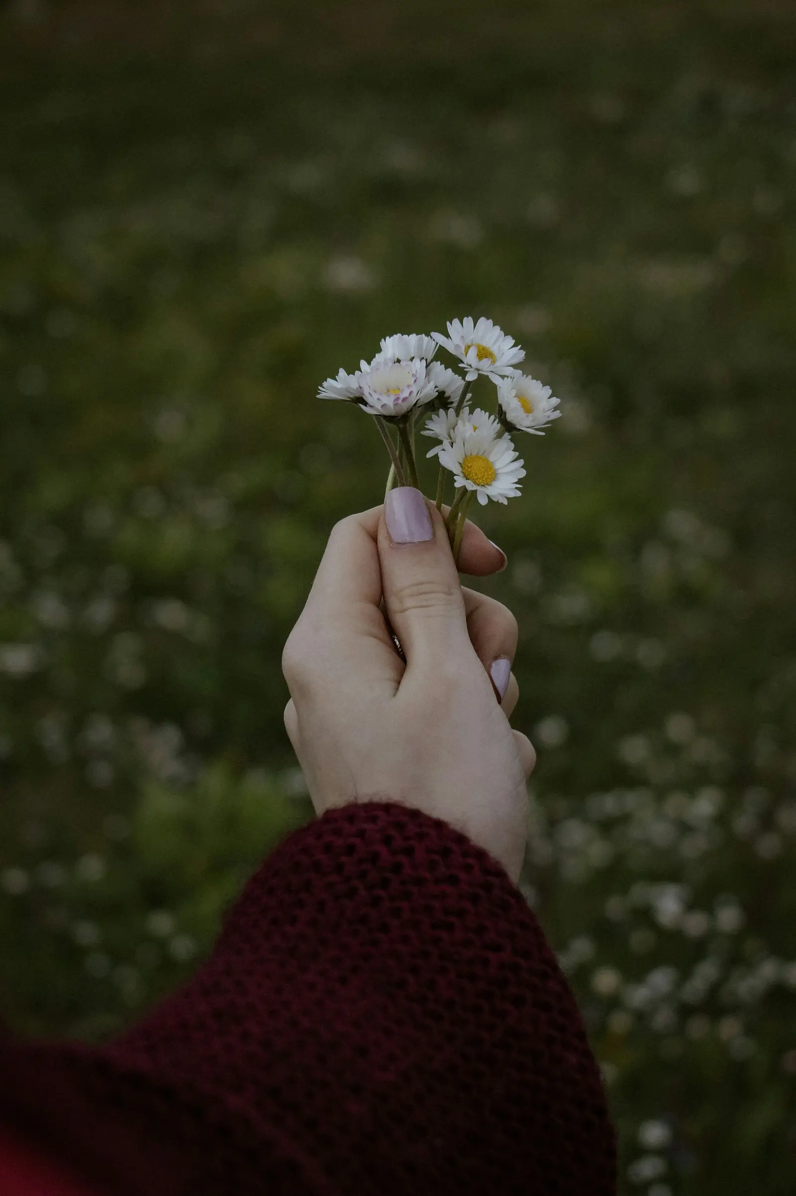 Una mano sostiene una flor blanca